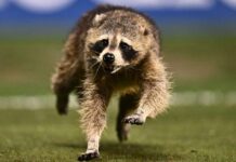 Streaming and TV info, odds, times for Matchday 15