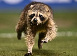 Streaming and TV info, odds, times for Matchday 15