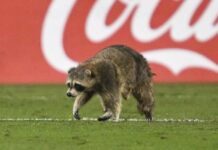 Raccoon, chased by staff with trash cans, storms pitch during soccer game