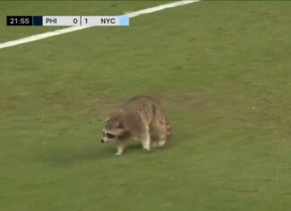 Watch: Raccoon interrupts Major League Soccer game for 161 seconds