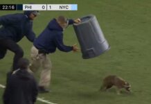 Raccoon stops play in MLS