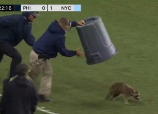Raccoon stops play in MLS
