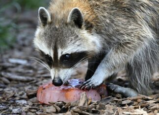 Raccoon invades pitch during MLS game