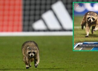 Raccoon who stole the show at Philadelphia Union-NYCFC match gets his own trading card
