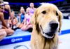 A day in the life of Bacon, the therapy dog at the US Olympic Gymnastics Trials